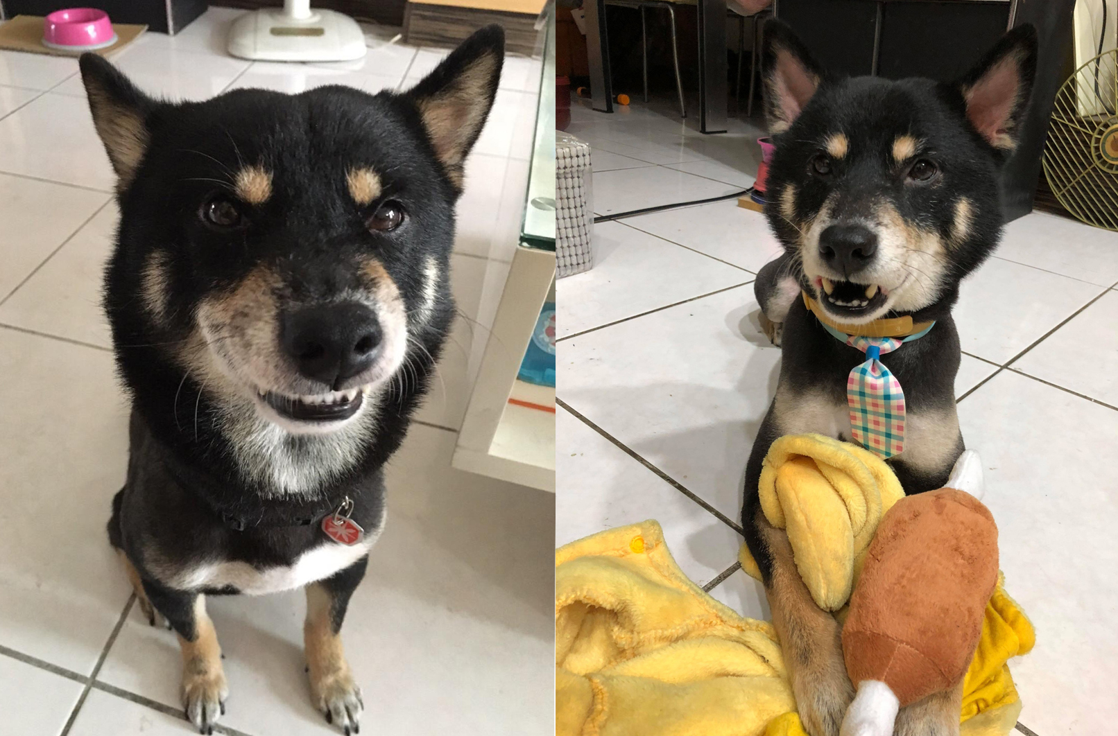 柴犬因白天被主人打了一夜未归,柴犬被打后有心理阴影