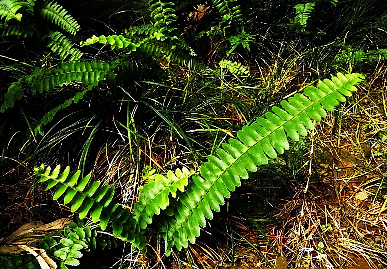 农村最常见的野草全身都是宝,农村常见的野草竟是传说