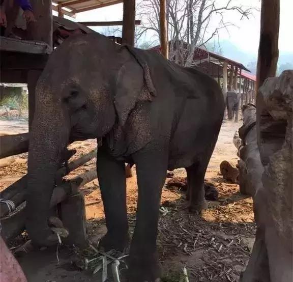 小飞象真实事迹,小飞象哭了全过程