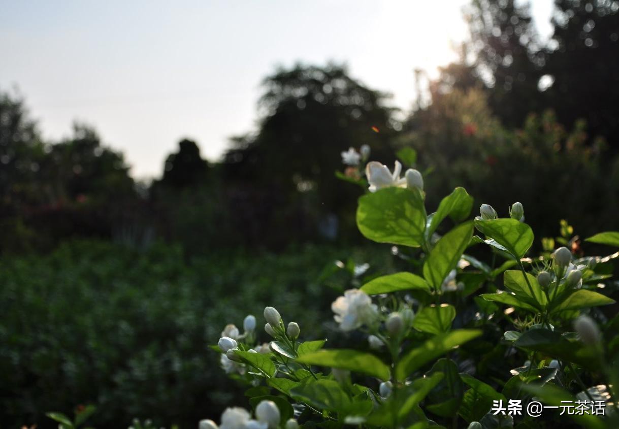张一元龙毫茶多少度水冲泡,春之茶明前龙井