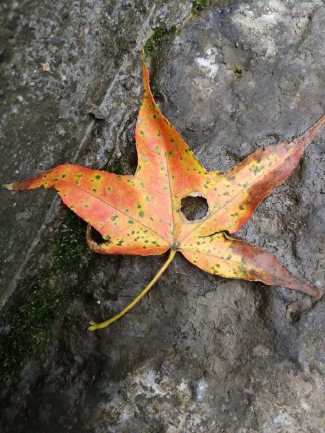 天门山一个人旅游,天门山的特别之处