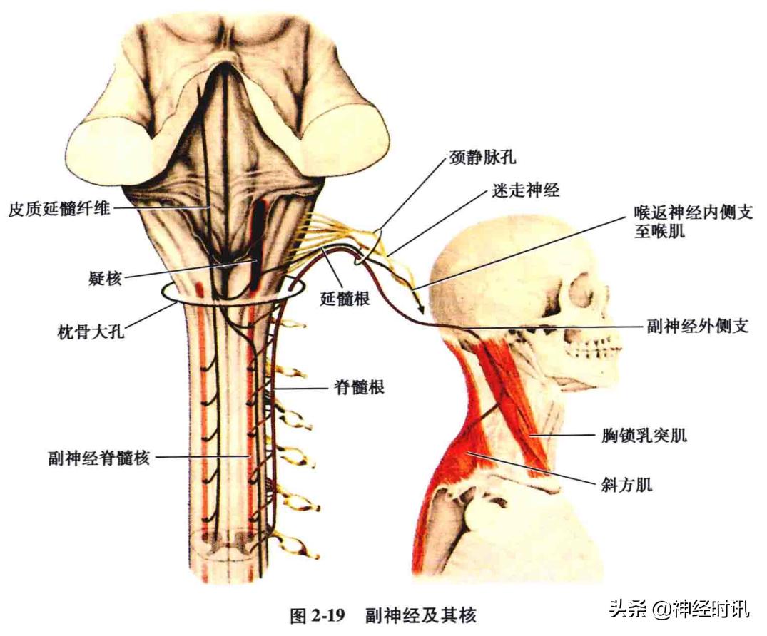 脑干解剖,脑干神经解剖