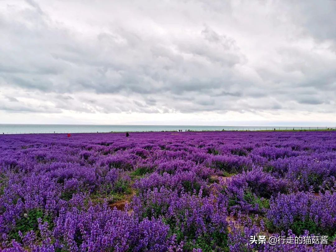 西宁旅游交通攻略路线,西宁避坑攻略