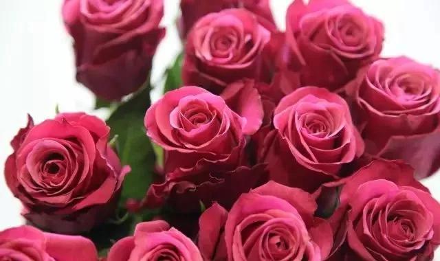 每天学习一点点花卉,100种常见玫瑰品种