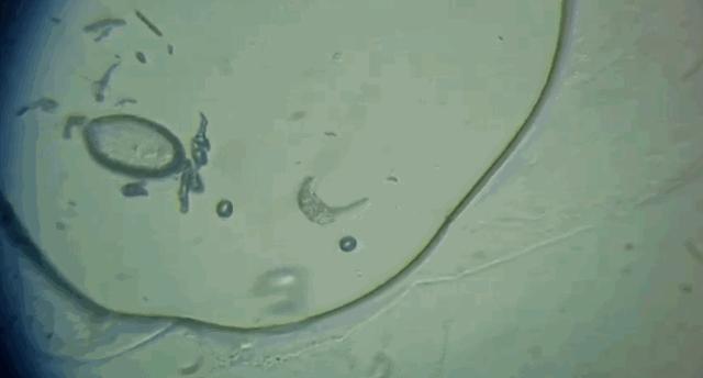 飞机上最脏的部分,飞机上最脏的是什么