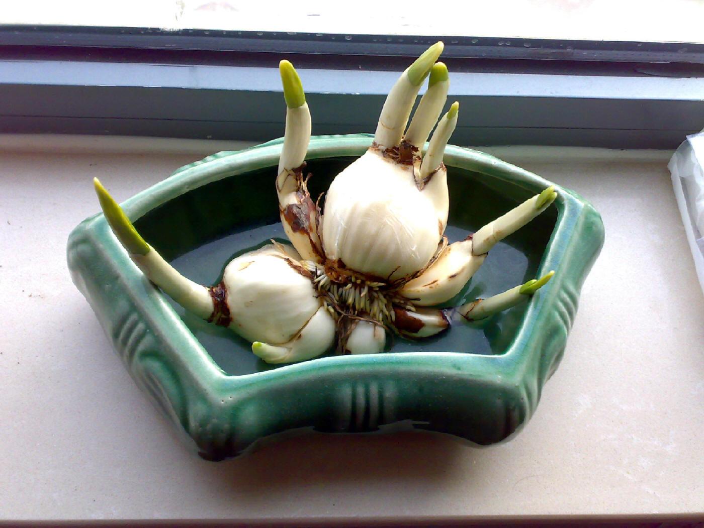 水仙花怎么养,水仙花怎么养用什么盆