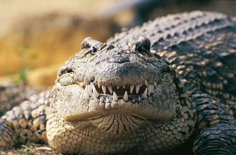 牛油果背后的罪恶,牛油果骗局被揭开不是健康食品