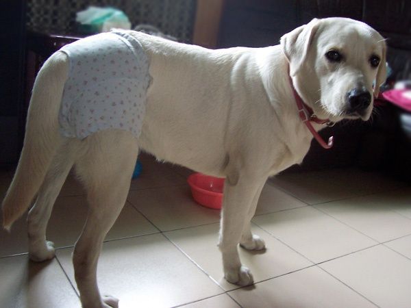 辟谣！狗狗也有生理期？与人类相反，狗狗发情期出血是为了怀孕