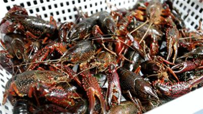 门头沟老牌美食摆上大排档！露天撸串火锅加烤鱼，100元买100瓶U8