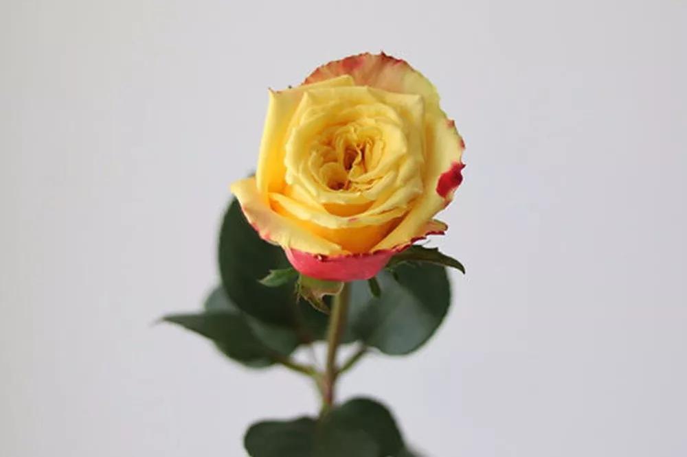 花店必备的5款玫瑰,鲜花图鉴一次性认识30种玫瑰花