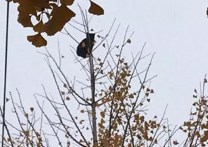 流浪猫被困25米树梢八天七夜,一只猫独自存活75天