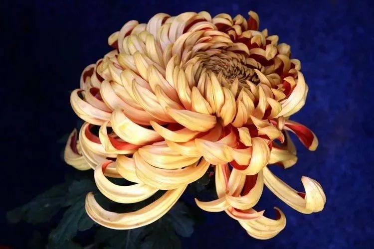 花中四君子菊花国画用笔,花中四君子菊花高清图片