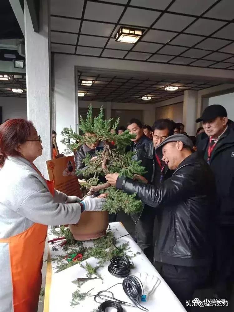 山东盆景艺术大师王桂华,金艳盆景精品欣赏