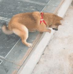 大叔刷百万礼物,大叔刷100万见网红