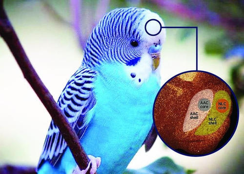 鹦鹉可以模仿任何声音吗,鹦鹉能模仿人说话英文怎么说