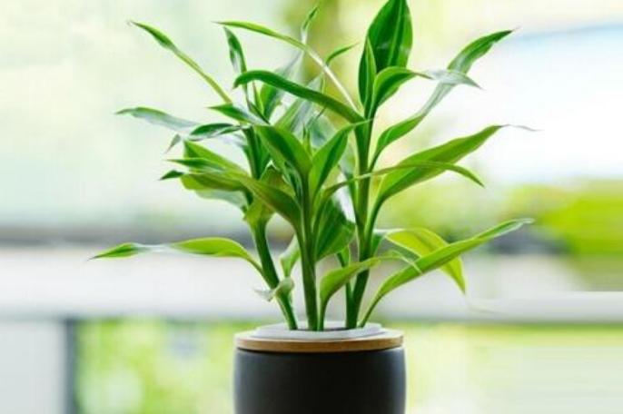 富贵竹零下怎么养才能更旺盛,这四点让你终生受用