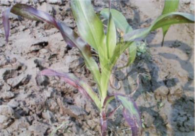 玉米缺磷影响,玉米缺磷的主要症状及原因