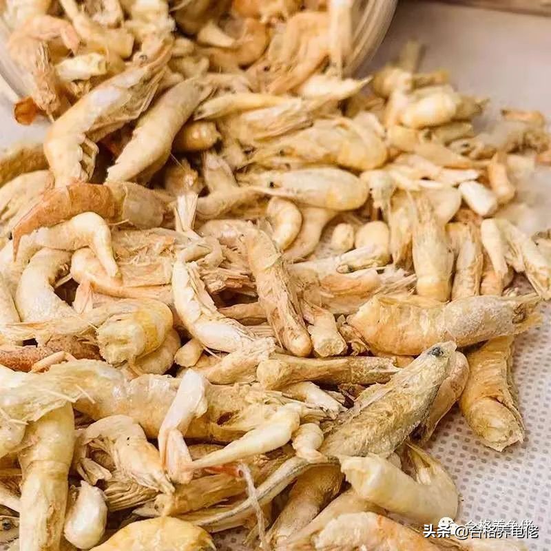 安缘龟喂什么食物,发色龟粮适合什么龟吃