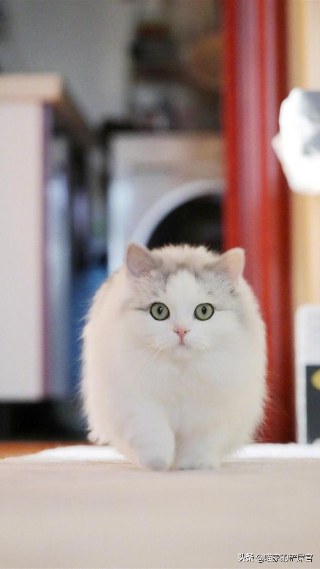 被家养猫咪抓伤后怎么处理,被自家猫咪抓伤了及时擦了碘伏