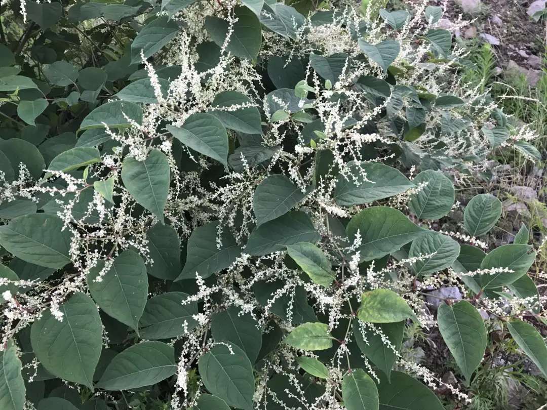 含12生肖的植物名,用十二生肖组成的植物名