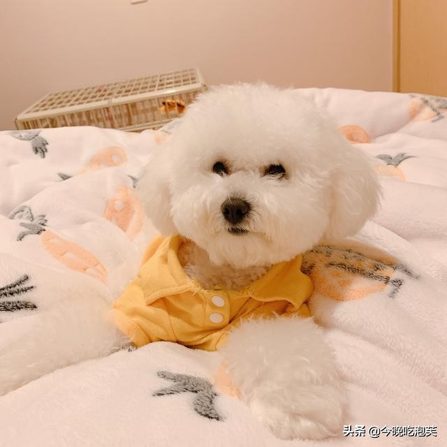 狗狗哼哼是什么意思大型犬,狗狗哼哼唧唧代表的意思