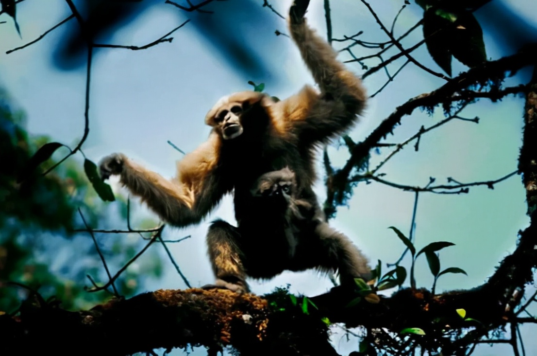 倒脚仙的真实照片,倒脚仙的真实身份