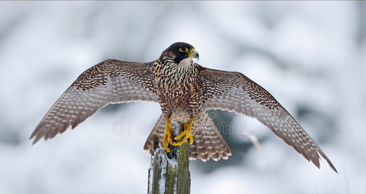 东江揽胜:收集常见鸟类图谱之猛禽篇,摄鸟人自留地,建议收藏