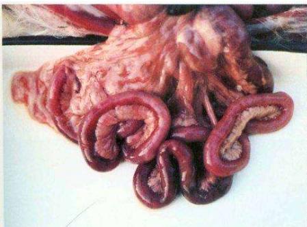 犬细小病毒病活疫苗,犬细小病毒病的意义