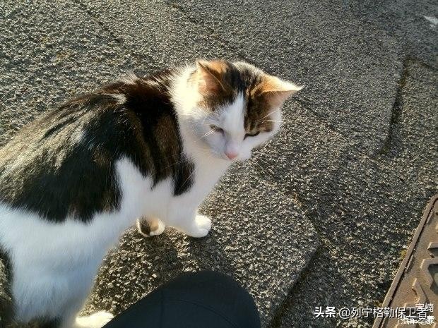 理工男在英吉利购二手波尔舍拖拉机之梦