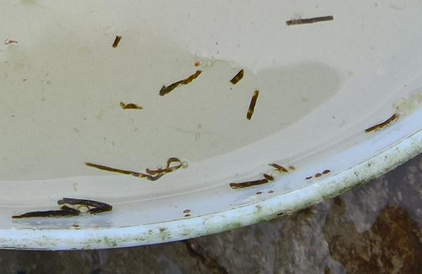 天气突变导致对虾慢料该怎么搞,天气变冷肠炎就发作