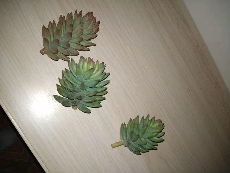 烂根的多肉可以用什么药,烂根的植物要挖出来吹干么