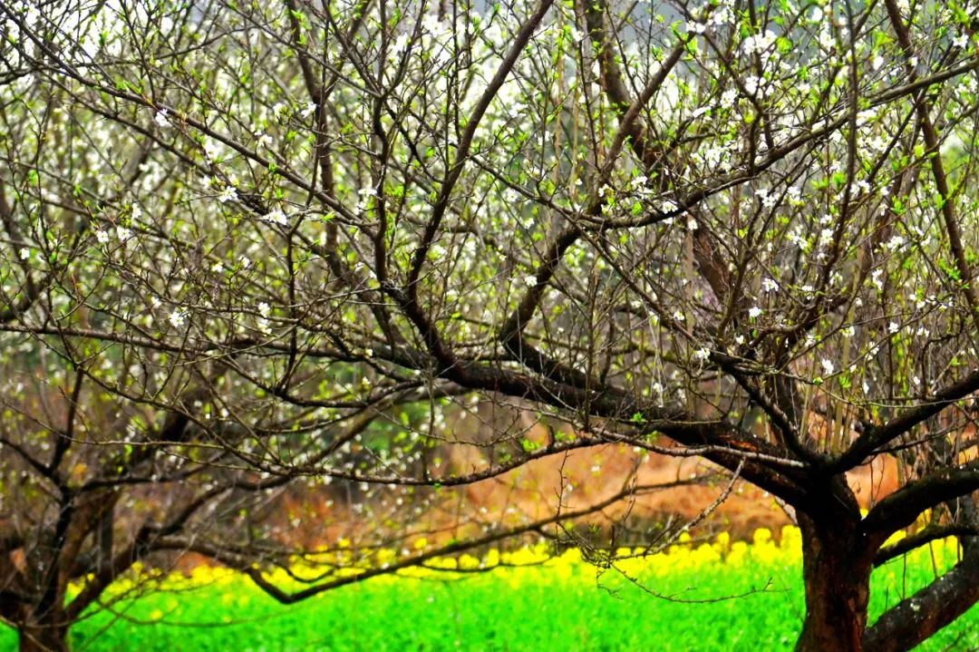 油菜花樱花桃花最受游客关注,春天必打卡的桃花樱花海棠花胜地