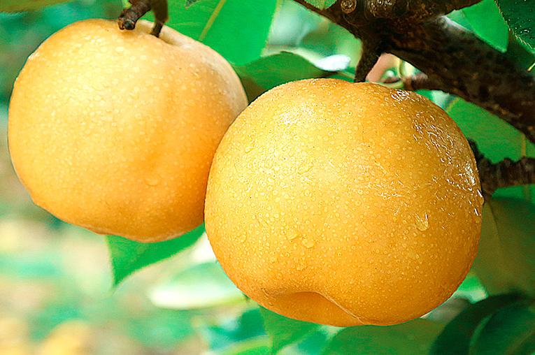 消暑水果帮你轻松过大暑,夏天吃什么水果降暑养胃效果好