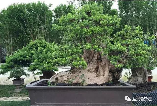 全世界最贵的100棵盆景,最贵的十种盆景