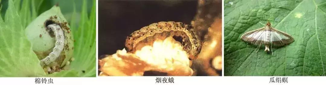 防治蔬菜地下害虫的无公害农药,蔬菜害虫种类及防治ppt