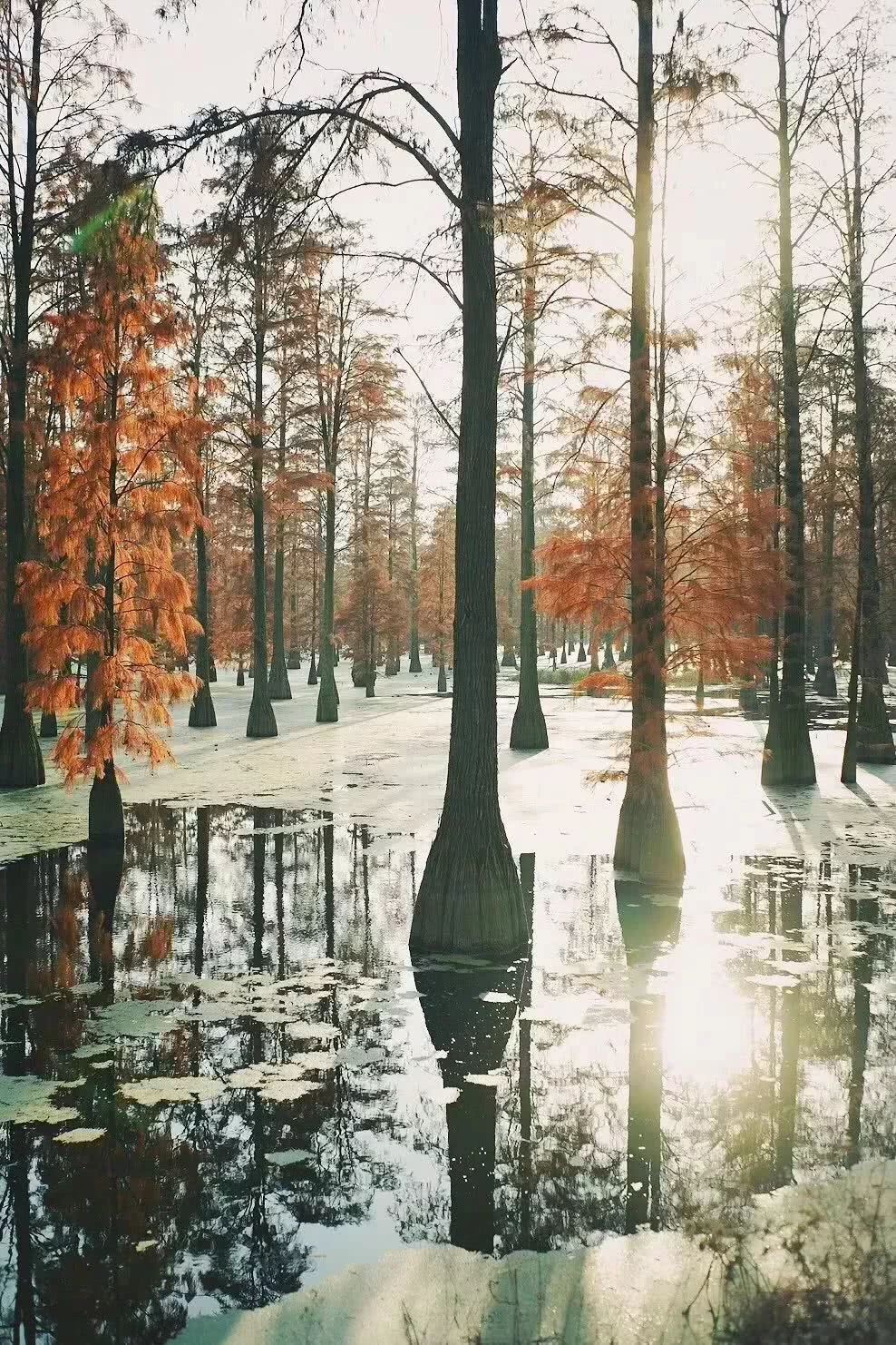 武汉21个免费景点,武汉43个免费景点出炉