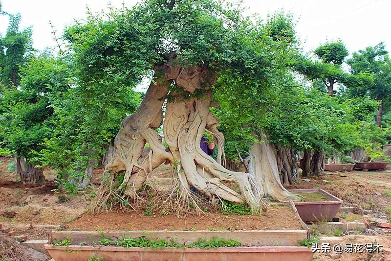 盆景制作技法与鉴赏教案,盆景制作与欣赏文章