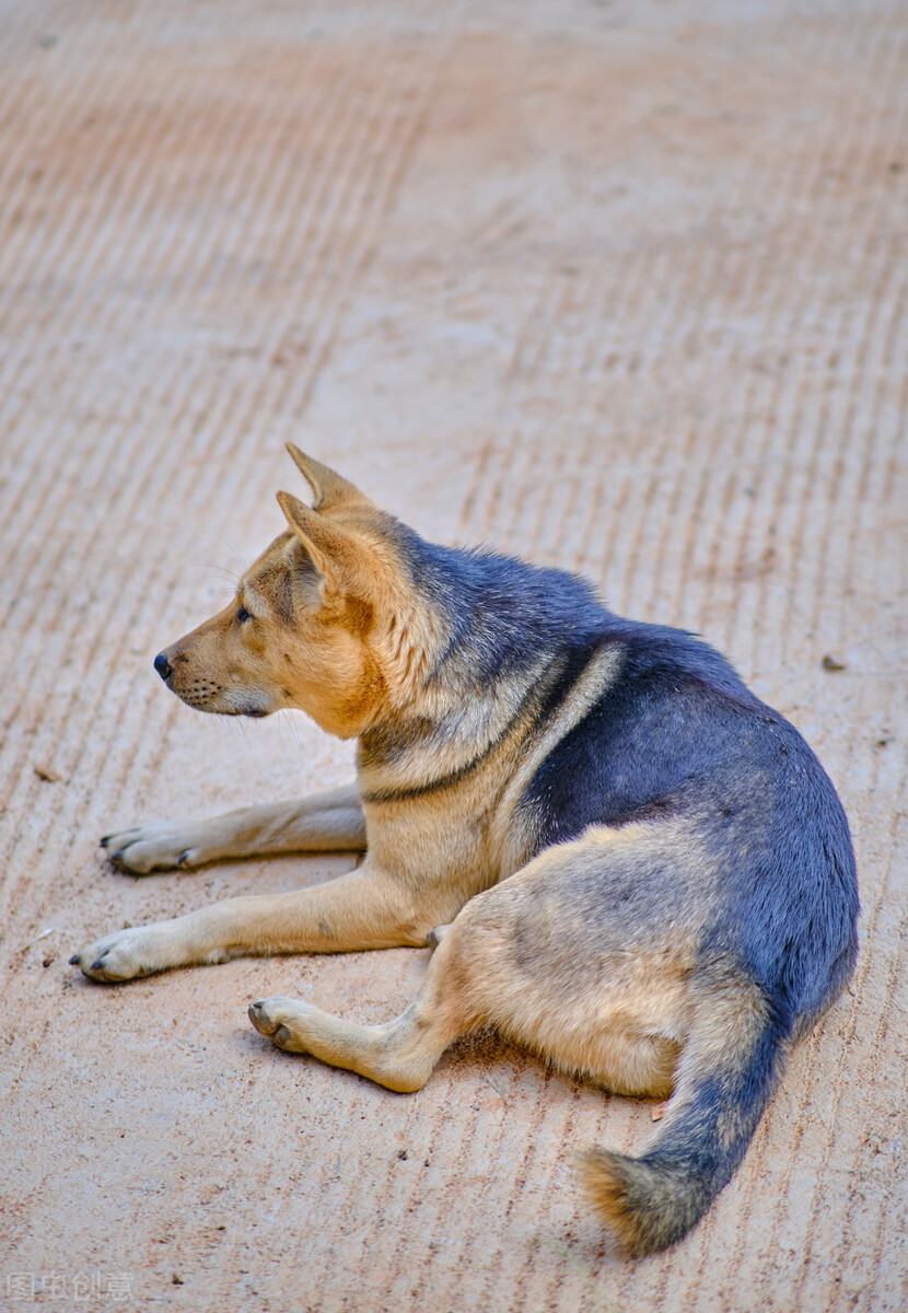 中华田园犬的优缺点及性格,中华田园犬幼犬有人歧视吗