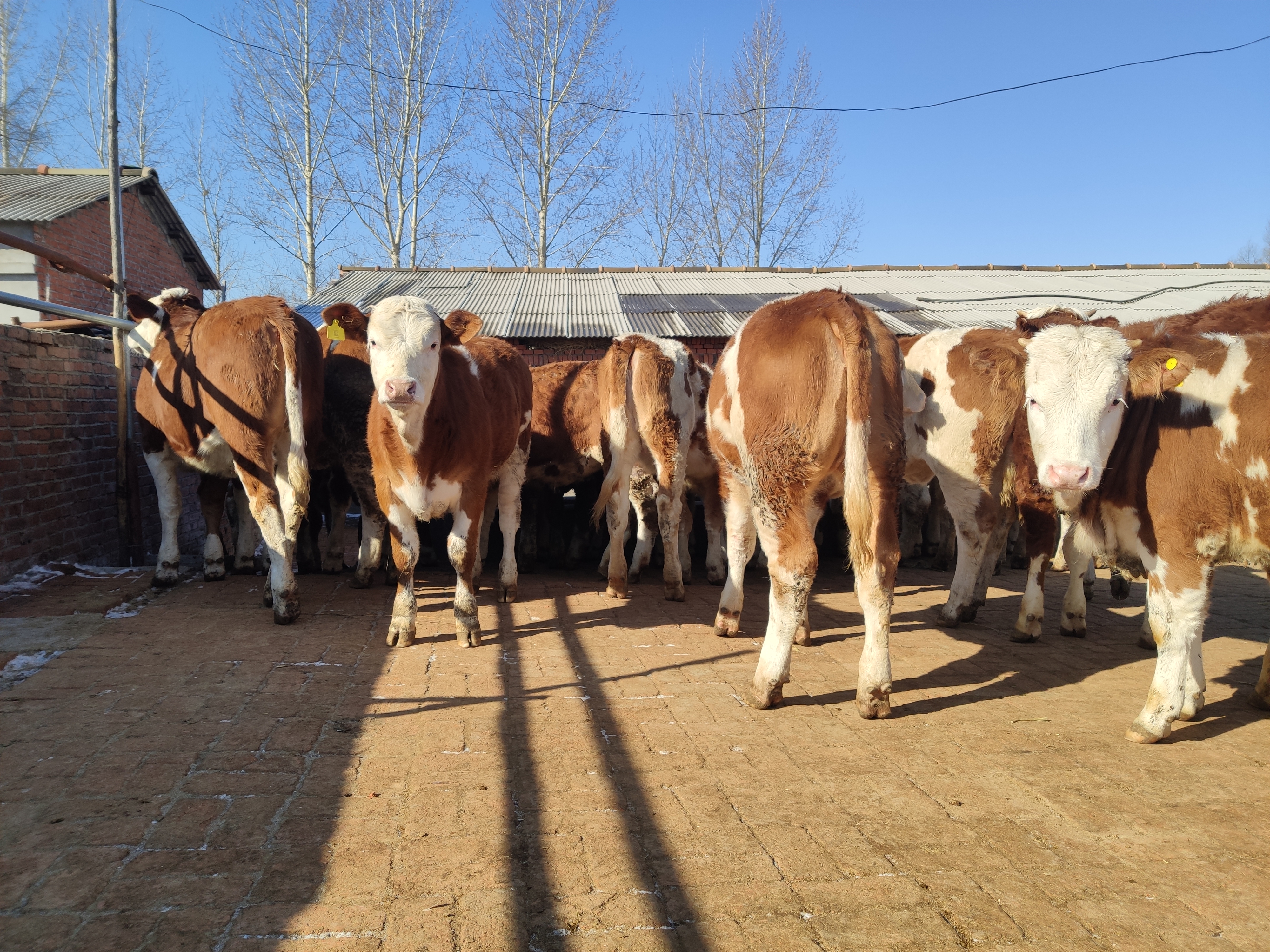 养母牛赚钱要靠什么,散养牛一般能赚多少钱呢视频