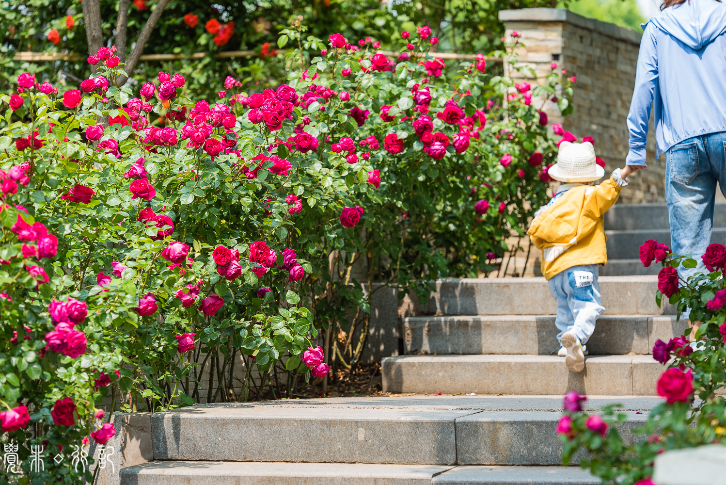 月季花中国特有品种,从中国运到欧洲的四种月季