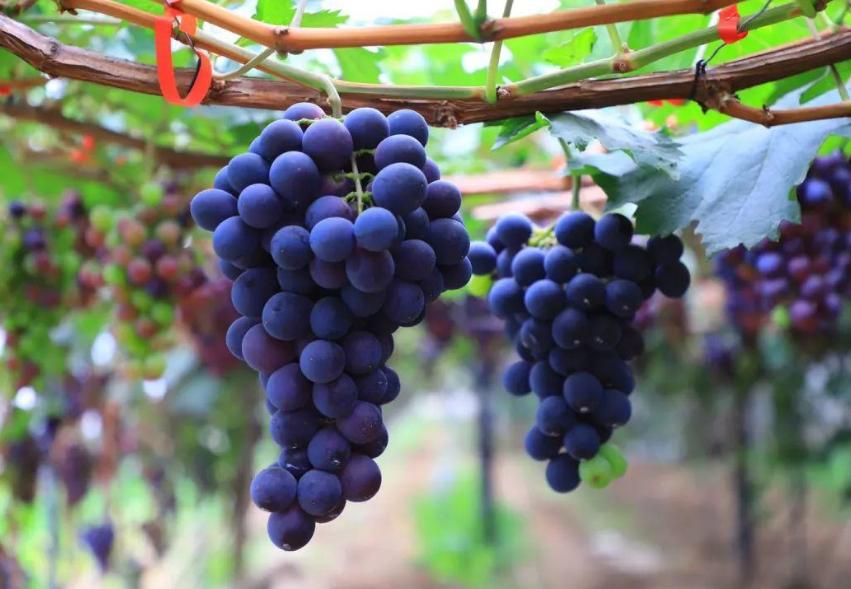 关于葡萄的古诗词有哪些,描写葡萄的古诗词名句