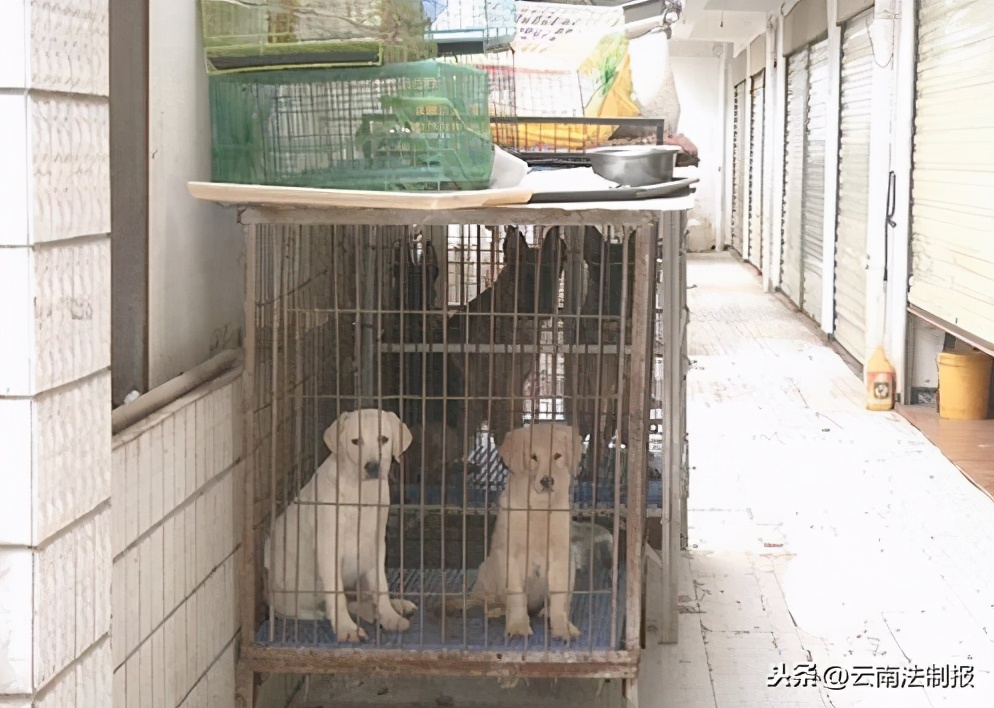 小区养狗扰民狗主人怎么处罚,小区车库养狗扰民