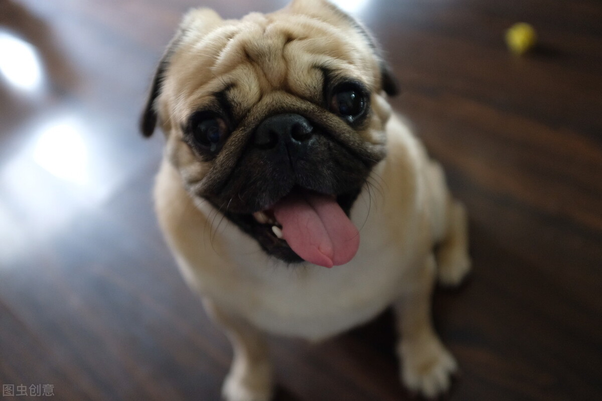 土狗忠诚度最高的犬种排行榜,聪明狗狗排行榜前十名小型犬