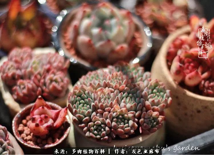 许我向你看,许我向你看演唱