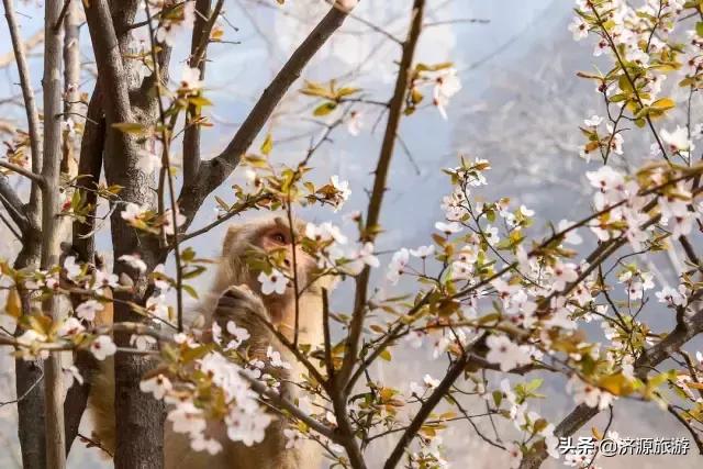 春暖花开踏青热，五龙口景区迎来春游小高峰！