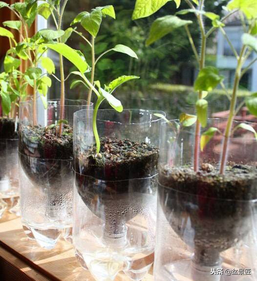 废物改造花盆绿植,旧物改造吊兰花盆