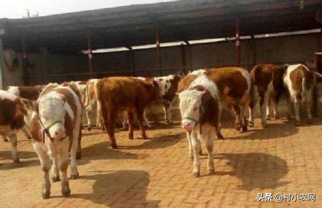 农村养牛赚钱思路养好牛,养牛致富的4个小妙招视频