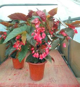 竹节海棠如何养护才开花多,竹节海棠的养护知识