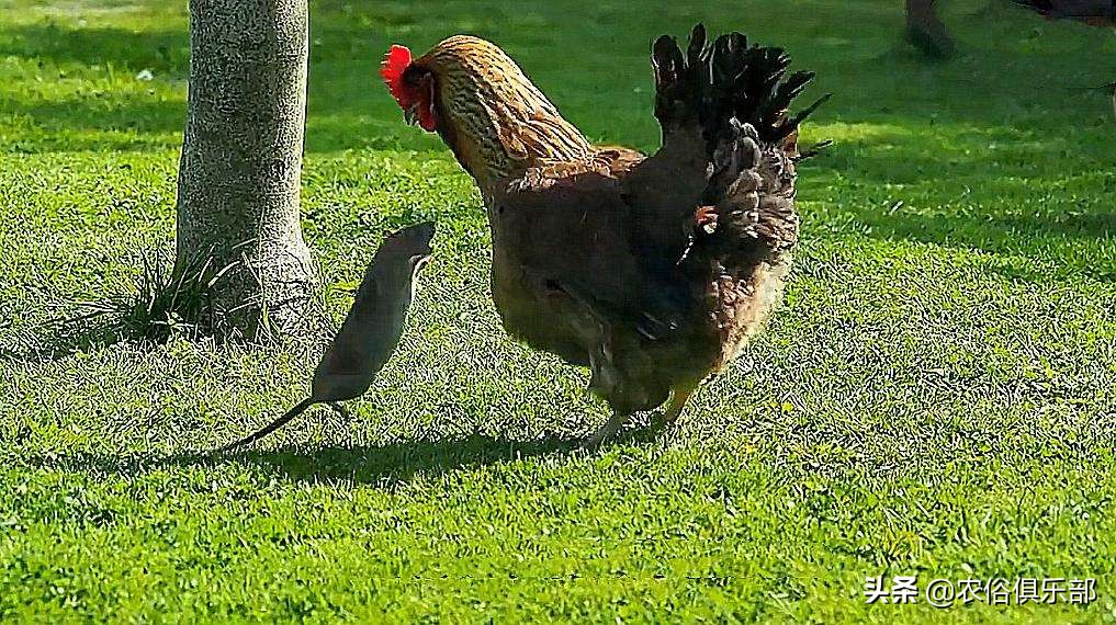 吞了烟袋油的蛇，离死不远！农村人的防蛇妙招，烟油还能解百虫？
