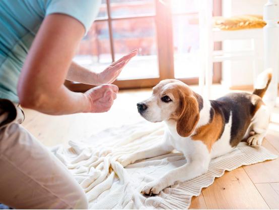 狗狗一直啃咬手怎么回事,狗狗一直抓挠啃咬身体要怎么办